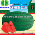 Newly F1 Hybrid Super big Watermelon seeds for planting